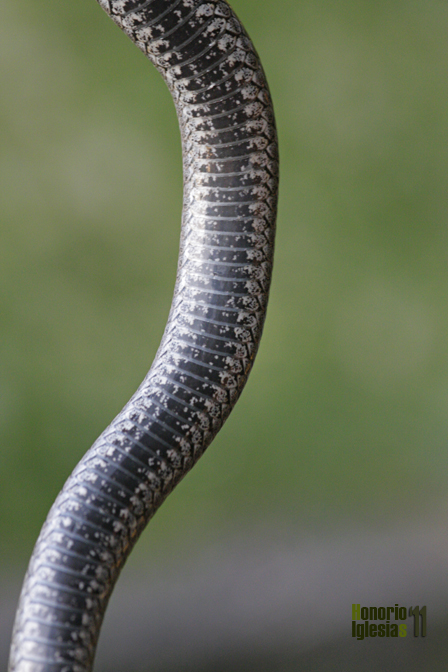 Detalle de coloración ventral de culebra lisa europea (Coronella austriaca). El diseño suele ser gris oscuro o negro, con pequeñas manchas blancas especialmente en el exterior