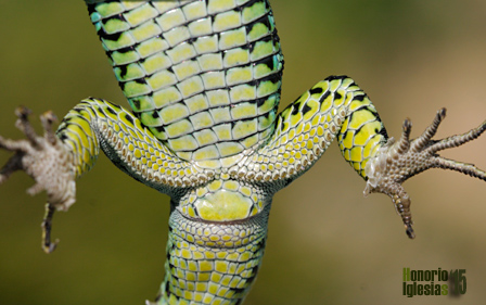 Detalle de los poros femorales de un macho adulto en celo de lagartija carpetana (Iberolacerta cyreni)