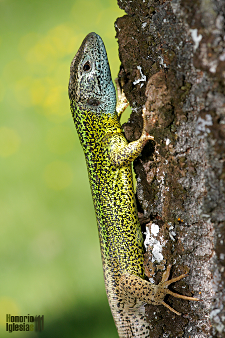 Macho adulto de lagarto verdinegro (Lacerta schreiberi). Se trata de un reptil muy ágil capaz de trepar sin dificultad por muros, arbustos e incluso troncos de árboles