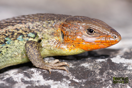 Detalle de un macho adulto de lagartija colilarga (Psammodromus algirus) con coloración de celo (cabeza y garganta roja-anaranjada y vientre y tercio superior del cuerpo amarillo-verdosa)