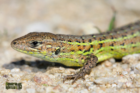 Detalle de macho adulto de lagartija cenicienta central(Psammodromus hispanicus) con coloración de celo