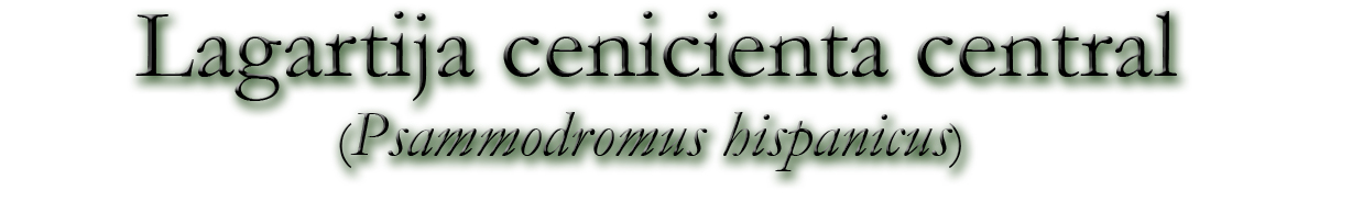 Lagartija cenicienta (Psammodromus hispanicus)