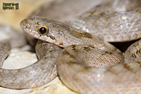 Ejemplar juvenil de culebra lisa meridional (Coronella girondica) otro de los reptiles presentes en Los Montes de Valsaín.