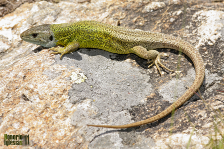 Macho adulto de lagarto verdinegro (Lacerta schreiberi). En la Sierra de Guadarrama es capaz de ascender hasta los 2000 m.s.n.m.