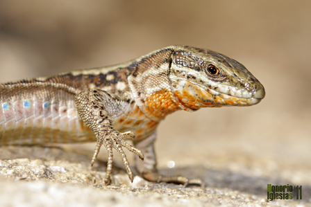 Detalle de macho joven de lagartija roquera (Podarcis muralis)