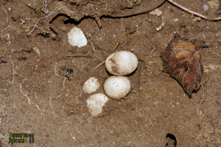 Huevos de lagartija roquera (Podarcis muralis). El huevo amniota permitió a los reptiles dar un verdadero salto evolutivo y abandonar el agua.