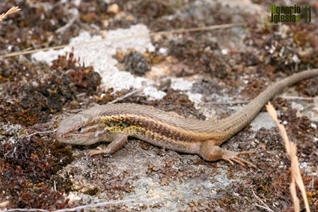 Macho adulto de lagartija colilarga (Psammodromus algirus), los ejemplares de la Sierra de Guadarrama alcanzan los mayores tamaños de la Península Ibérica.