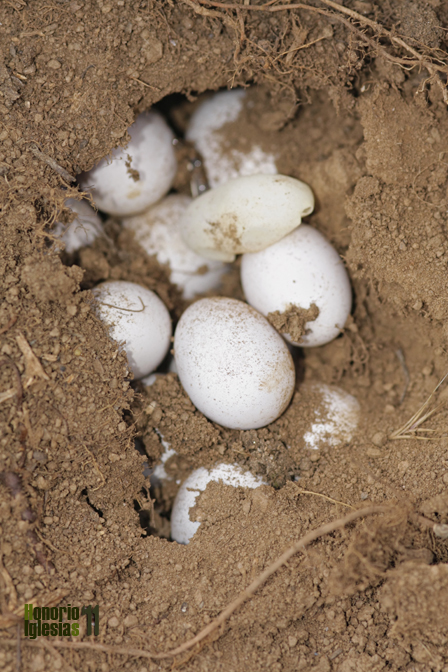 Puesta de lagarto ocelado (Timon lepidus)de al menos 11 huevos en el Cerro de Matabueyes. La mayoría de nuestros reptiles presenta un oviparismo estricto, con poca retención de los huevos en el oviducto materno. 